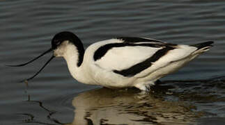 Avocette élégante