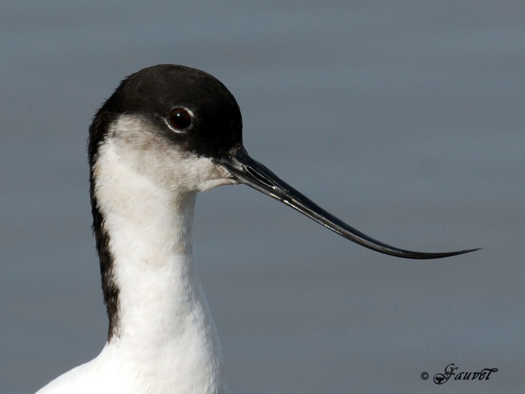 Pied Avocetadult breeding