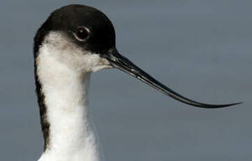 Avocette élégante