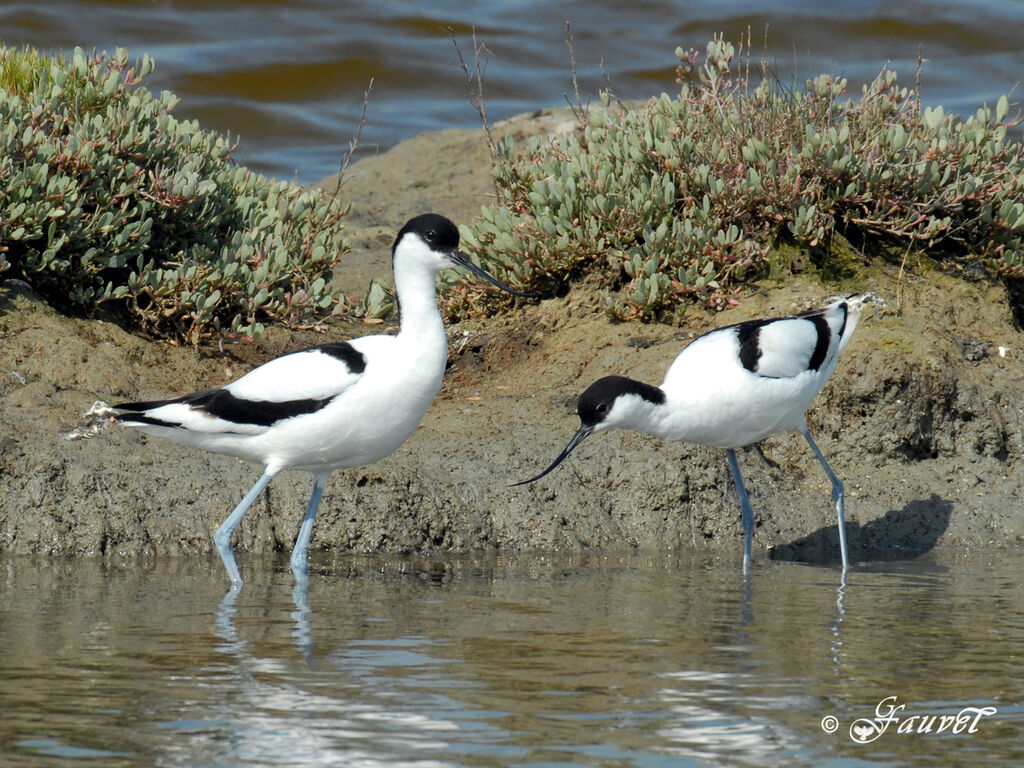 Avocette éléganteadulte nuptial