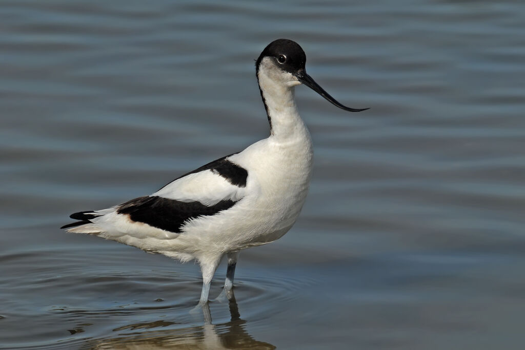 Pied Avocetadult breeding, identification