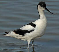 Avocette élégante