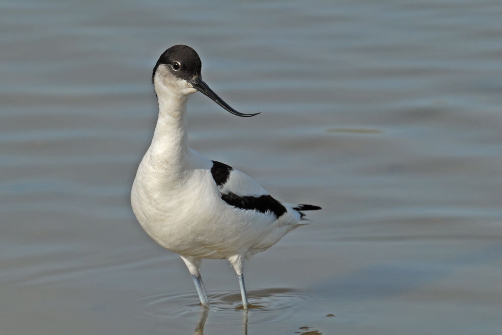 Avocette éléganteadulte nuptial, identification