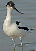 Avocette élégante