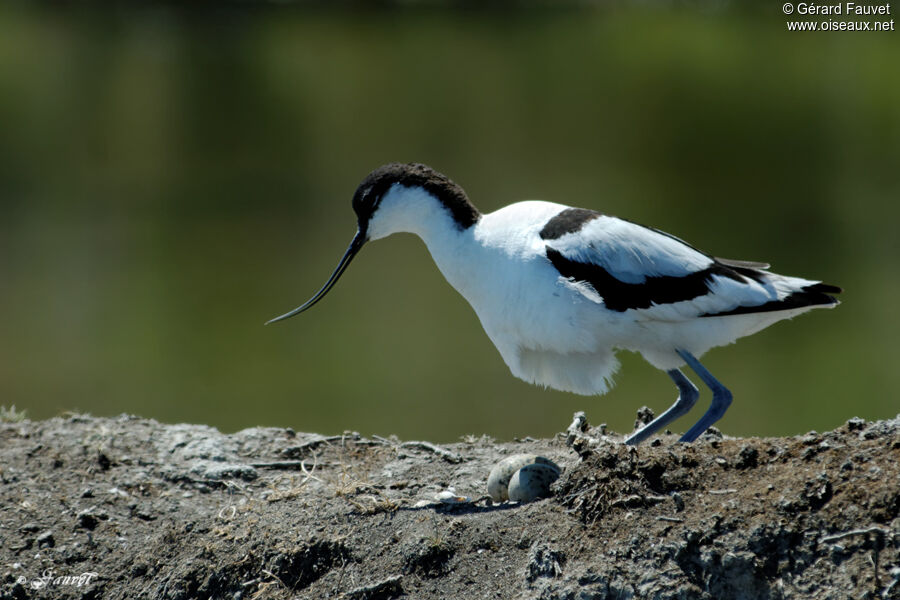 Avocette éléganteadulte nuptial, identification, Nidification