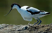 Avocette élégante