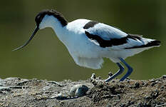 Avocette élégante