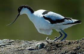 Avocette élégante