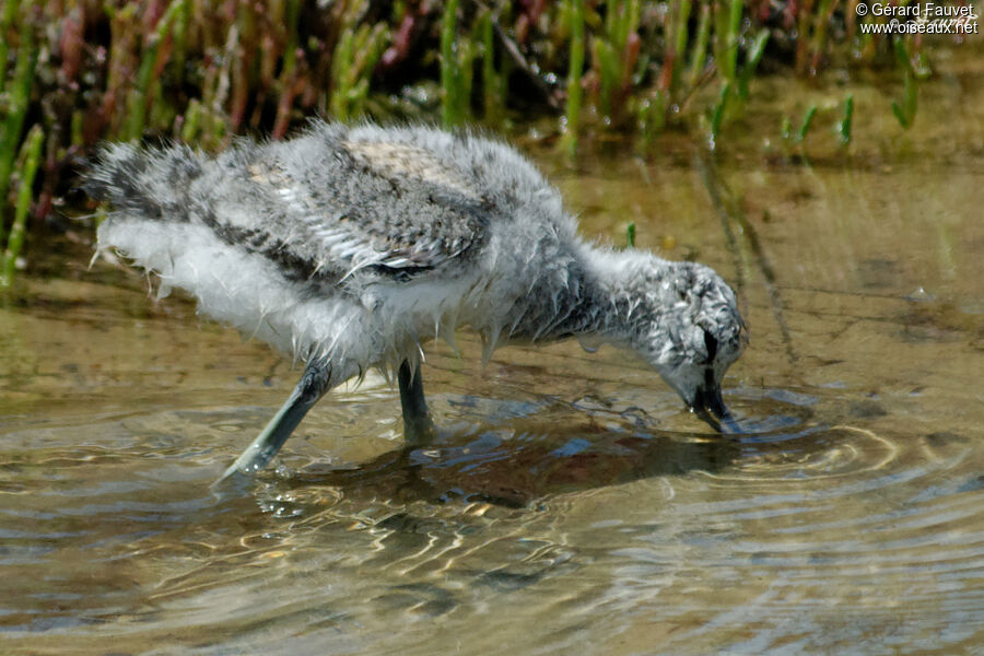 Avocette élégantejuvénile, Comportement