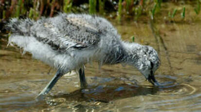 Avocette élégante