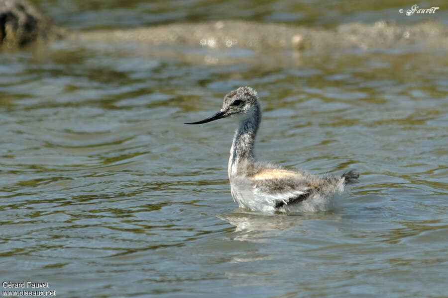 Avocette élégantePoussin