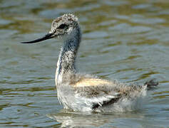 Avocette élégante