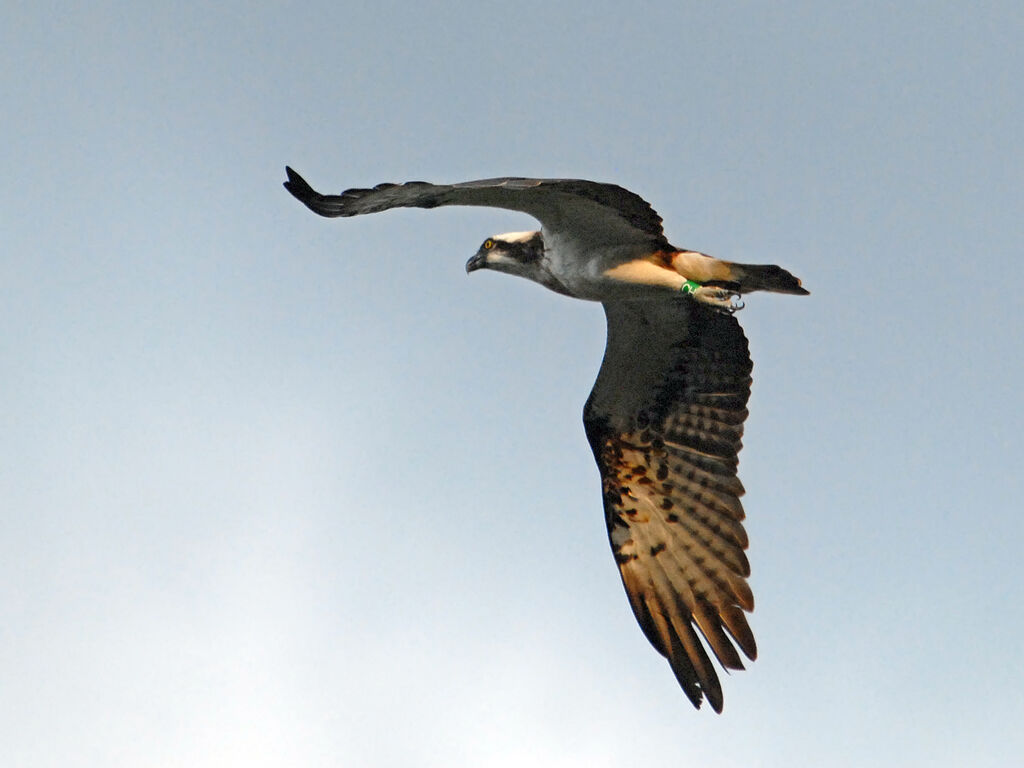 Ospreyadult, Flight