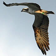 Western Osprey