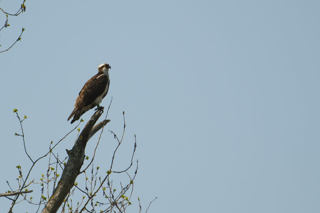 Western Osprey, identification