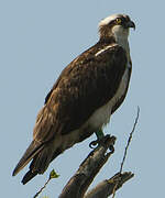 Western Osprey