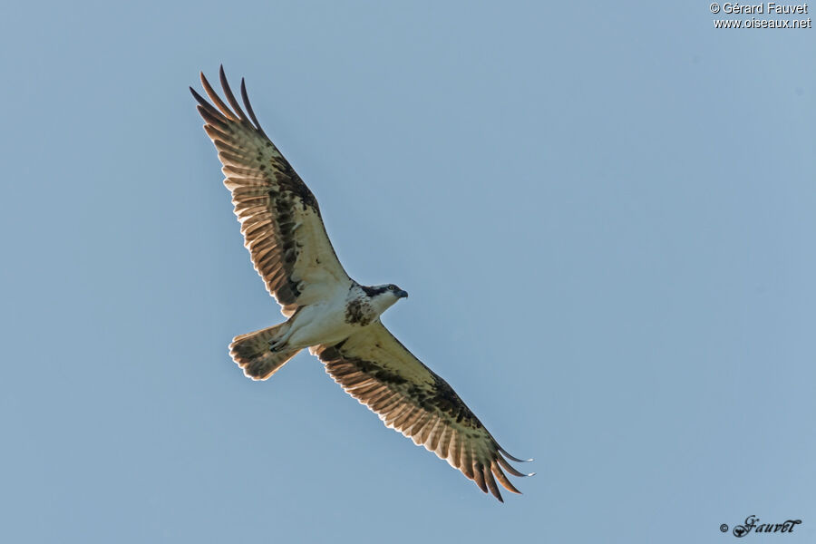 Ospreyadult, Flight