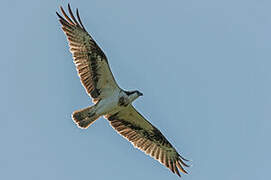 Western Osprey