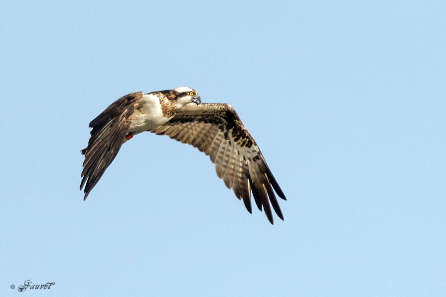 Western Osprey, Flight