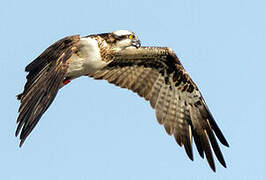 Western Osprey