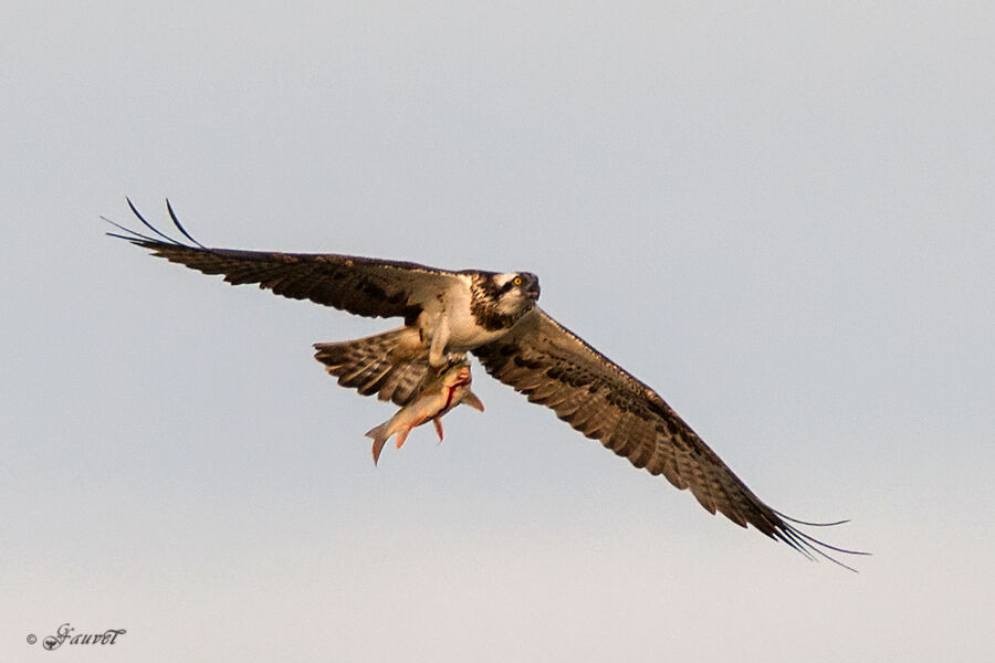 Balbuzard pêcheur, Vol, régime, Comportement