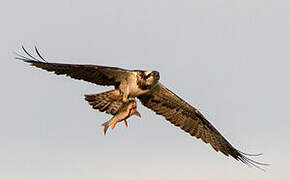 Western Osprey