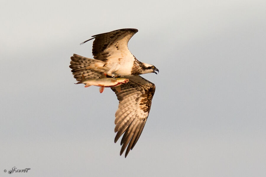 Balbuzard pêcheur, régime, Comportement