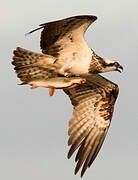 Western Osprey