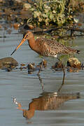 Black-tailed Godwit