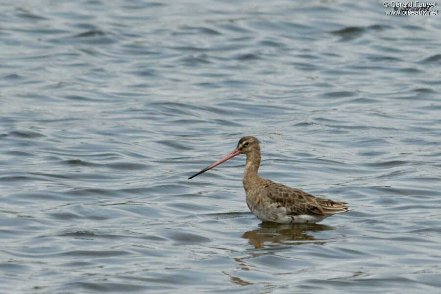 Black-tailed Godwit