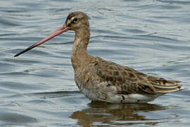 Black-tailed Godwit