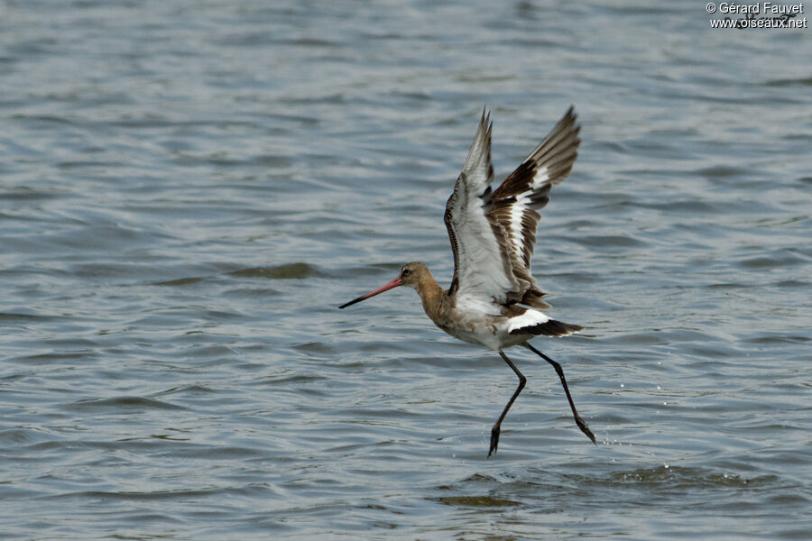 Black-tailed Godwit, Flight