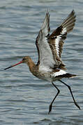 Black-tailed Godwit