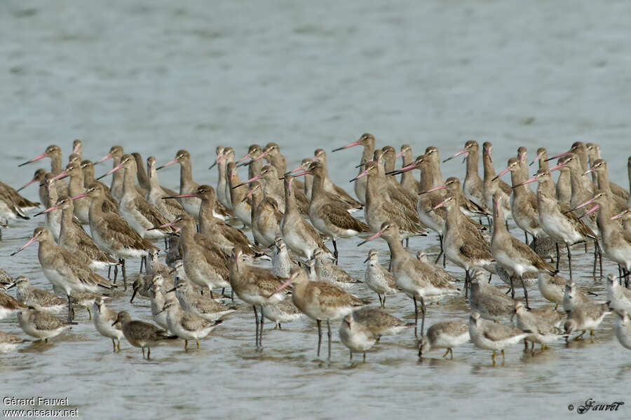 Black-tailed Godwit, Behaviour