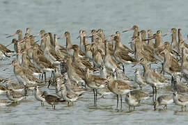 Black-tailed Godwit