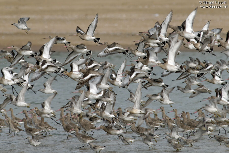 Black-tailed Godwit, identification, Flight, Behaviour