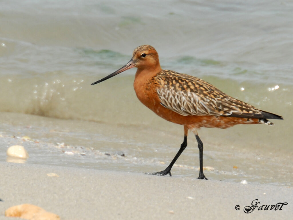 Bar-tailed Godwitadult breeding