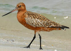 Bar-tailed Godwit