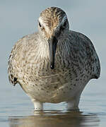 Red Knot