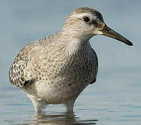 Red Knot