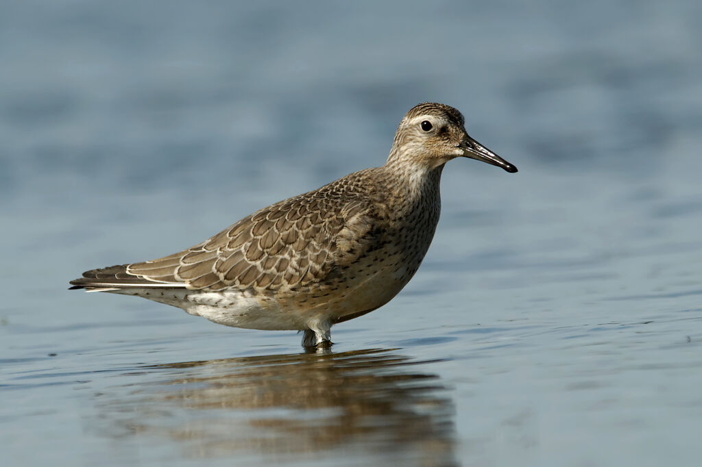 Bécasseau maubèche1ère année, identification