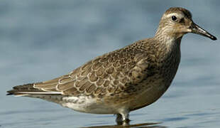 Red Knot