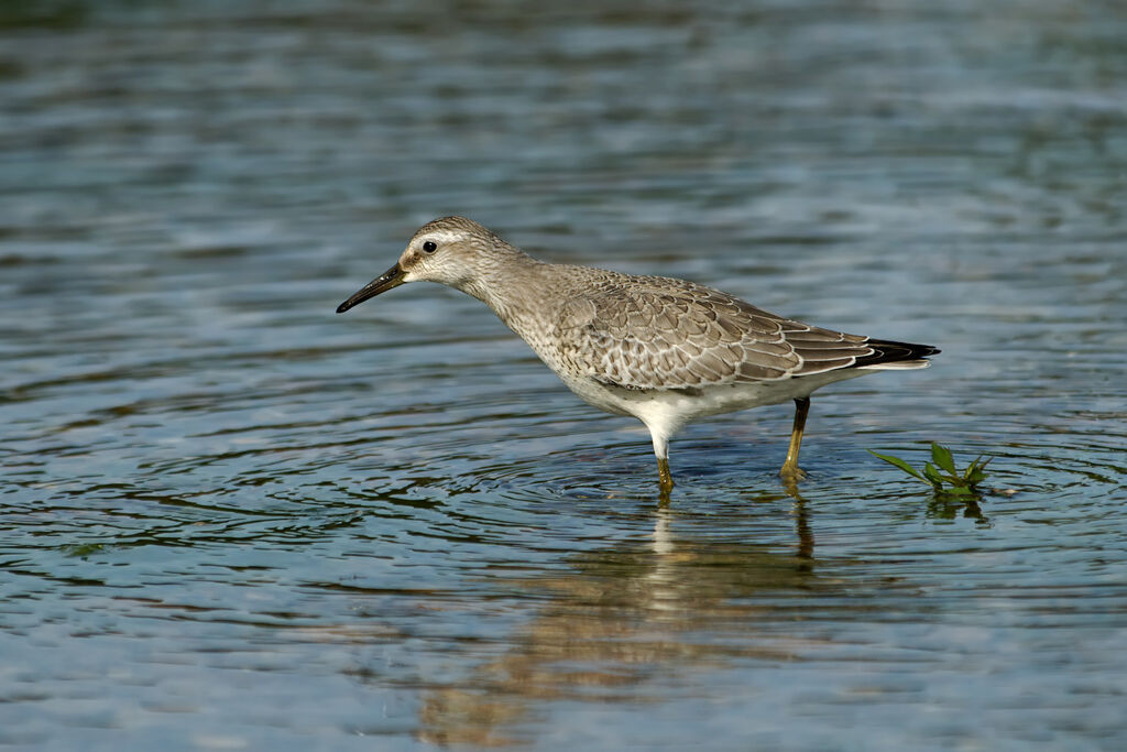 Bécasseau maubèche1ère année, identification