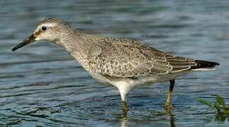 Red Knot