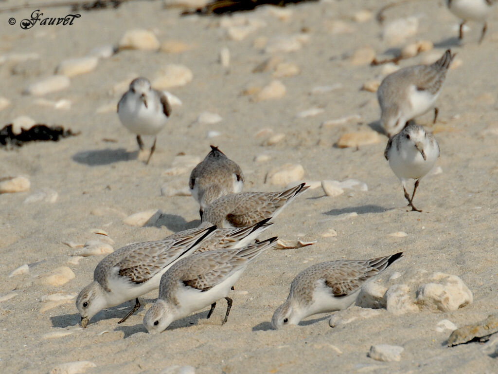 Bécasseau sanderling