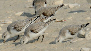 Bécasseau sanderling