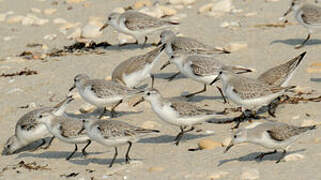 Bécasseau sanderling