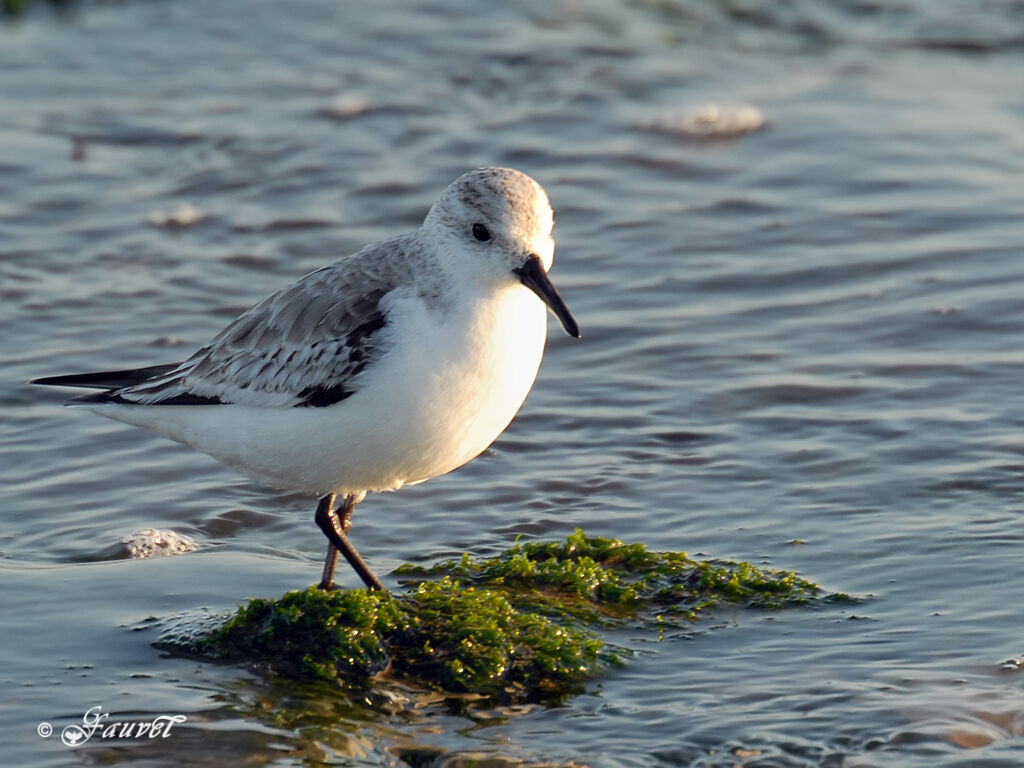 Bécasseau sanderling