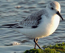 Bécasseau sanderling