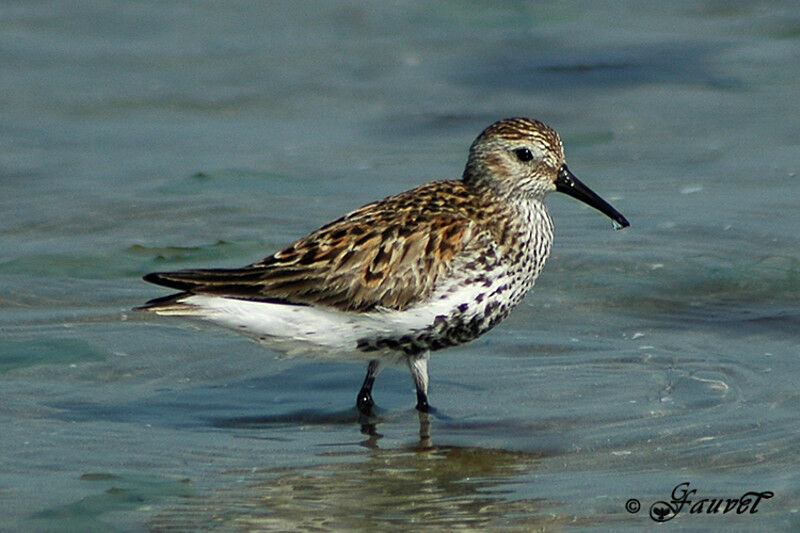 Dunlin